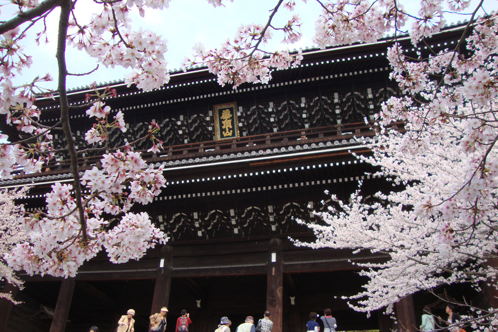 知恩院 桜 見どころは世界最大級の三門に寄り添う桜 英学の おもしろい京都案内