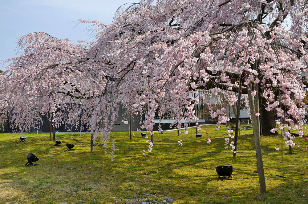 京都 別格の桜 メルマガ おもしろい京都案内 第25号 英学の おもしろい京都案内