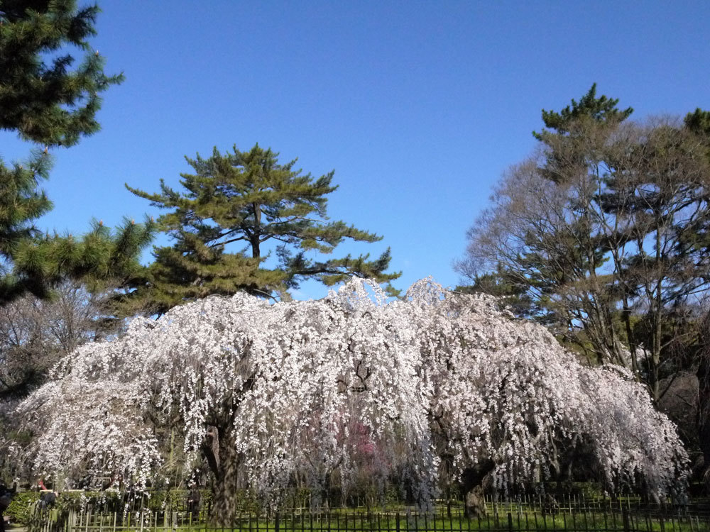 京都御苑 桜 上品な近衛桜や御車返しは必見 英学の おもしろい京都案内