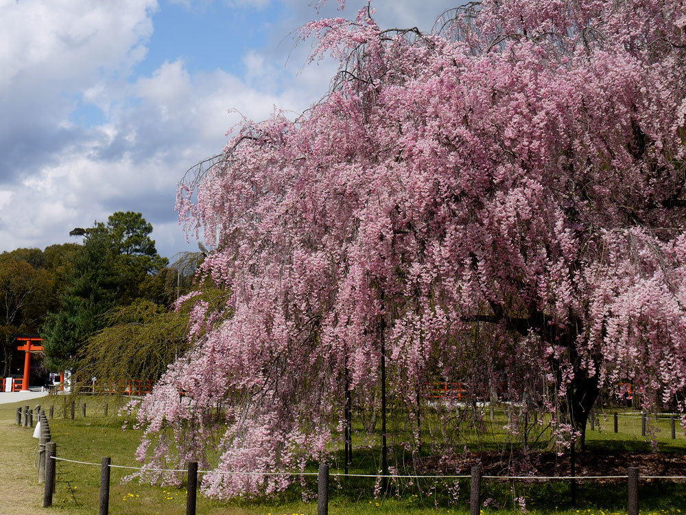 上賀茂神社 桜 雅な斎王桜は一見の価値あり 英学の おもしろい京都案内