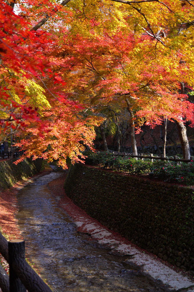 北野天満宮 紅葉 15年見ごろは ライトアップはいつから 英学の おもしろい京都案内