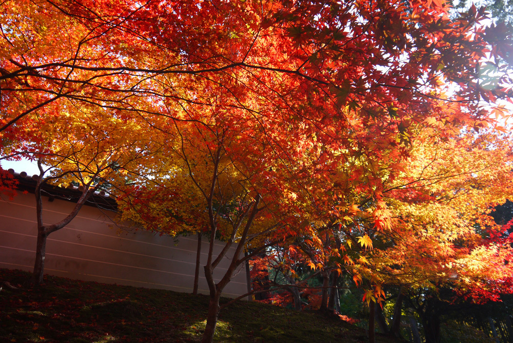 曼殊院 紅葉 15年見頃は 一乗寺の穴場の紅葉狩りはココ 英学の おもしろい京都案内