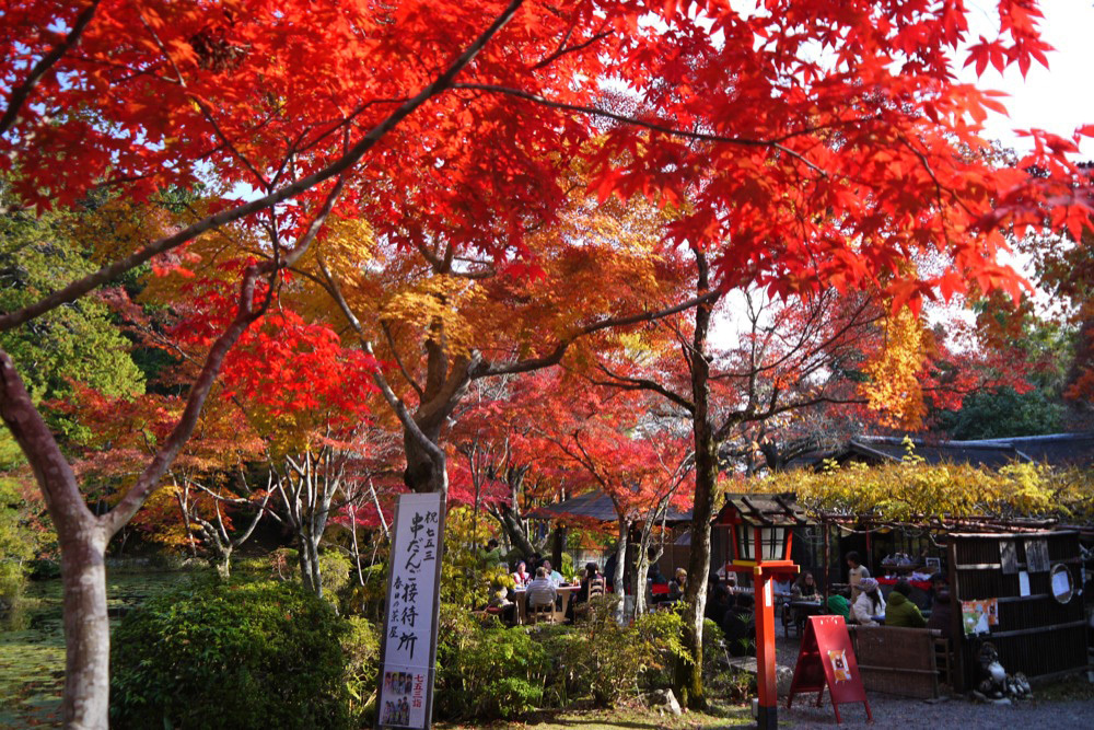 大原野神社 紅葉 15年見ごろは 洛西の穴場の紅葉狩りはココ 英学の おもしろい京都案内