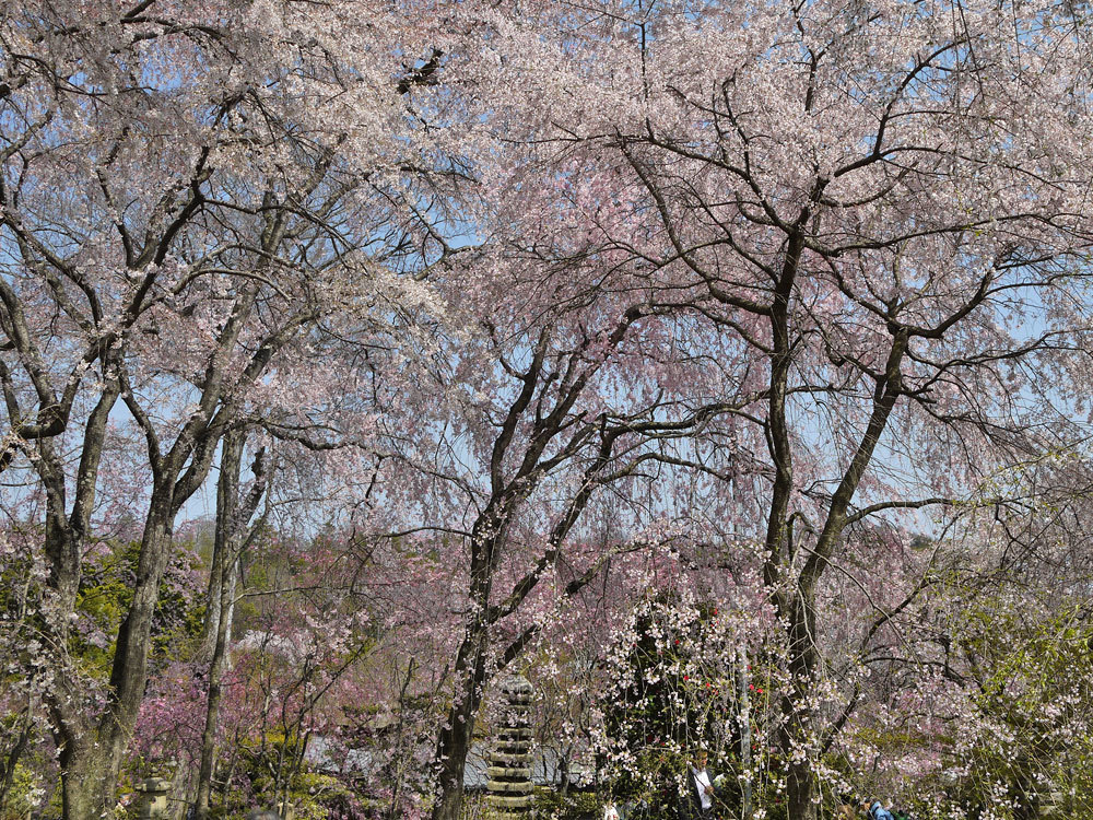 桜守・佐野藤右衛門邸の桜: 英学の「おもしろい京都案内」