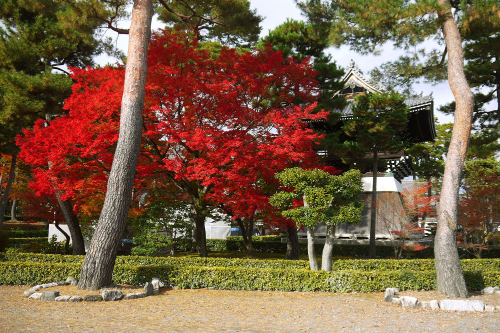 京都 紅葉 市内北部 鷹峯周辺 英学の おもしろい京都案内