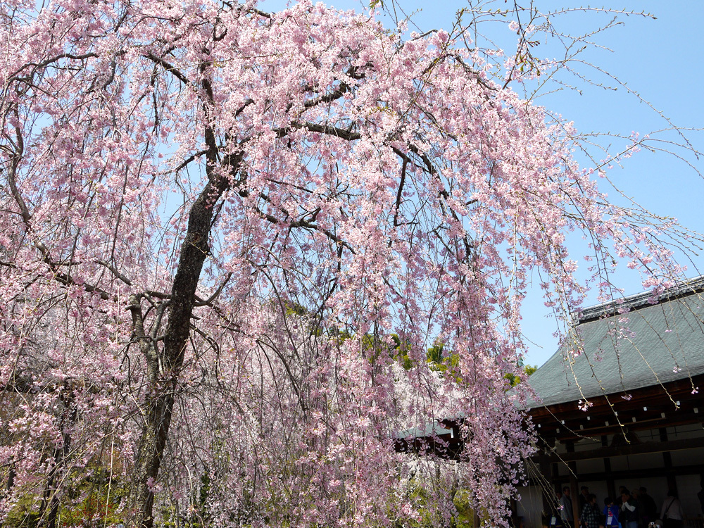 天龍寺 桜 京都嵐山屈指の桜の名所 英学の おもしろい京都案内