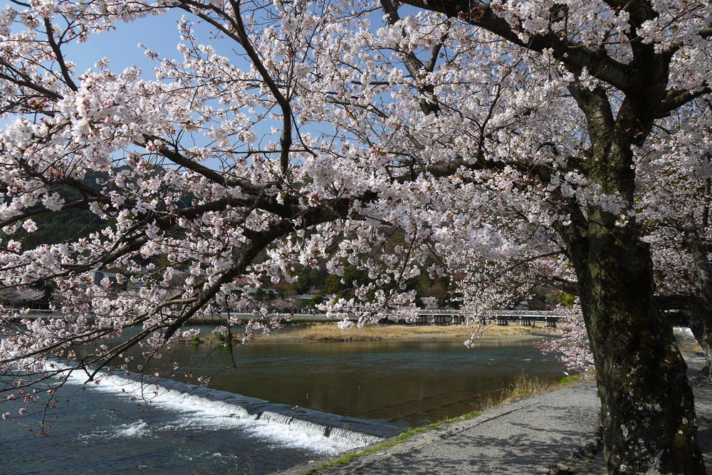 嵐山渡月橋 桜 京都観光人気ランキング第2位の桜 英学の おもしろい京都案内